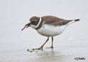 Charadrius semipalmatus